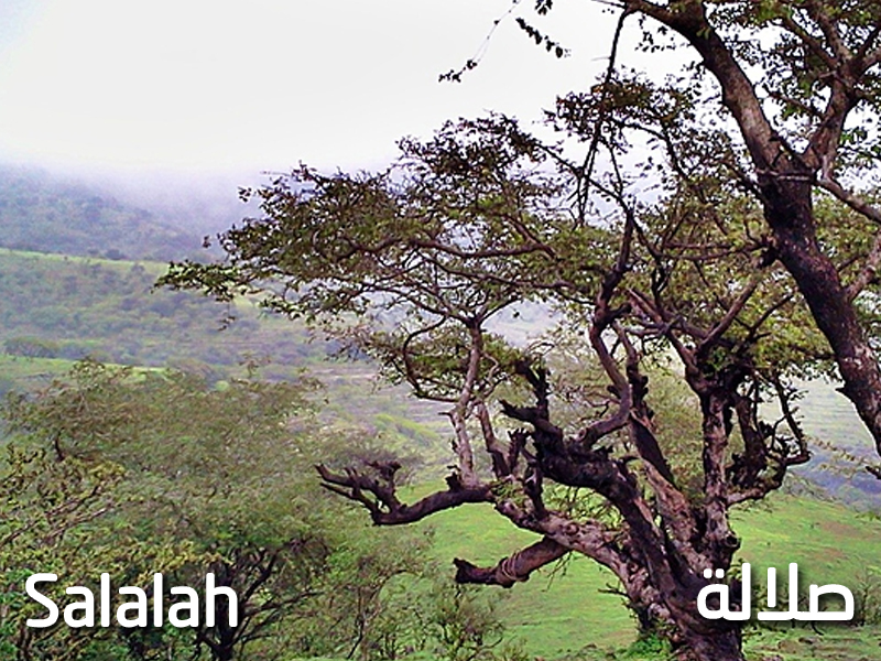 عرص صلالة ( سبتمبر )